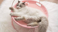 SAVFOX Luxury Soft Comfy Plush Indoor Elevated Cat Bed