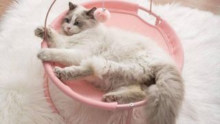 cute cat bed