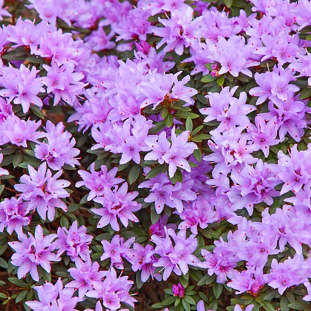 Rhododendron Evergreen Garden Plant