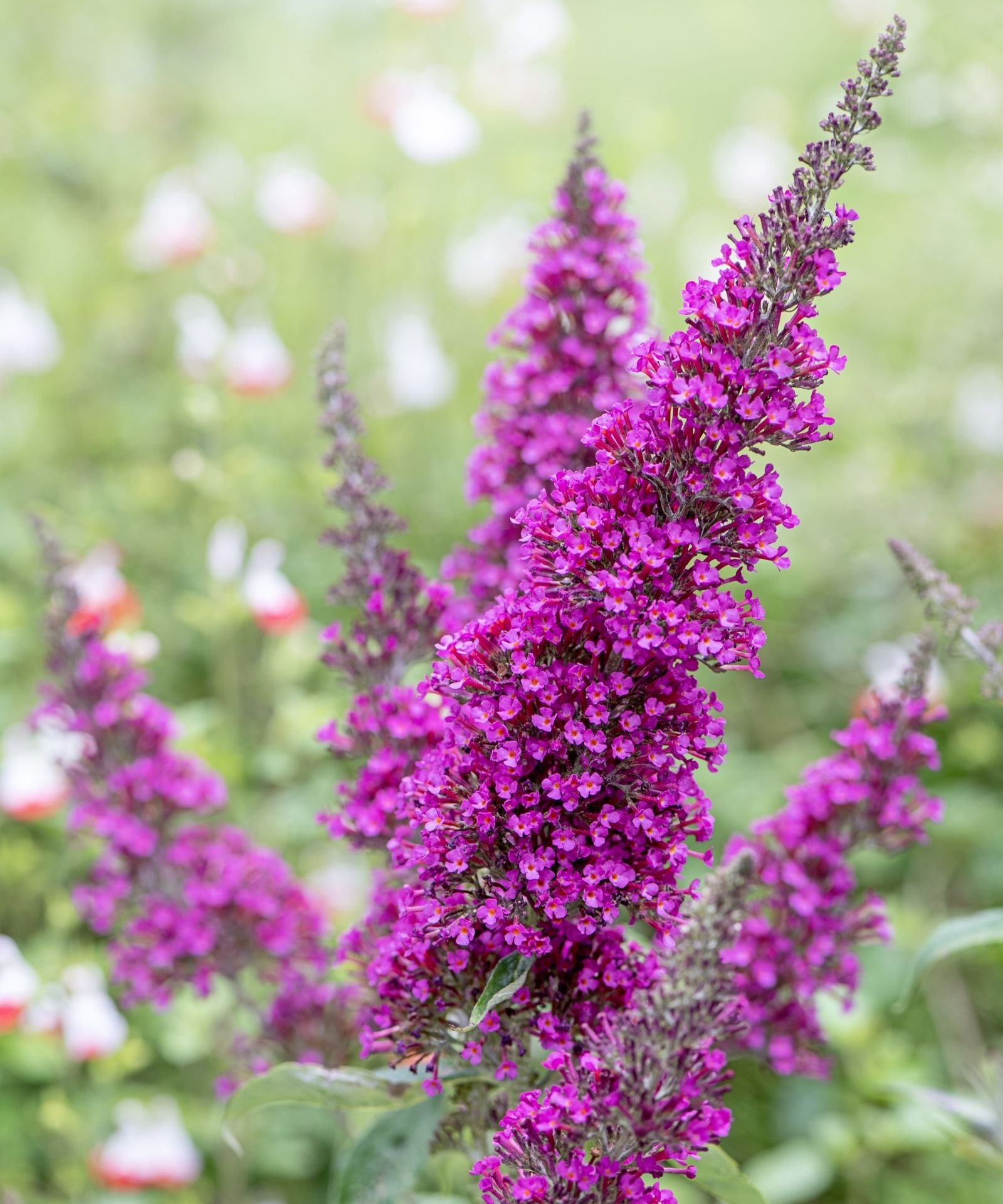 Expert tips for whether you deadhead butterfly bushes Homes & Gardens