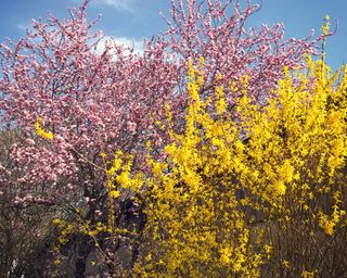 forsythia and pink cherry growing wild