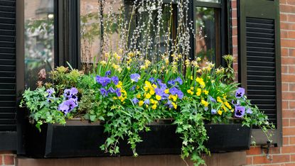 window box ideas: black planter with violas