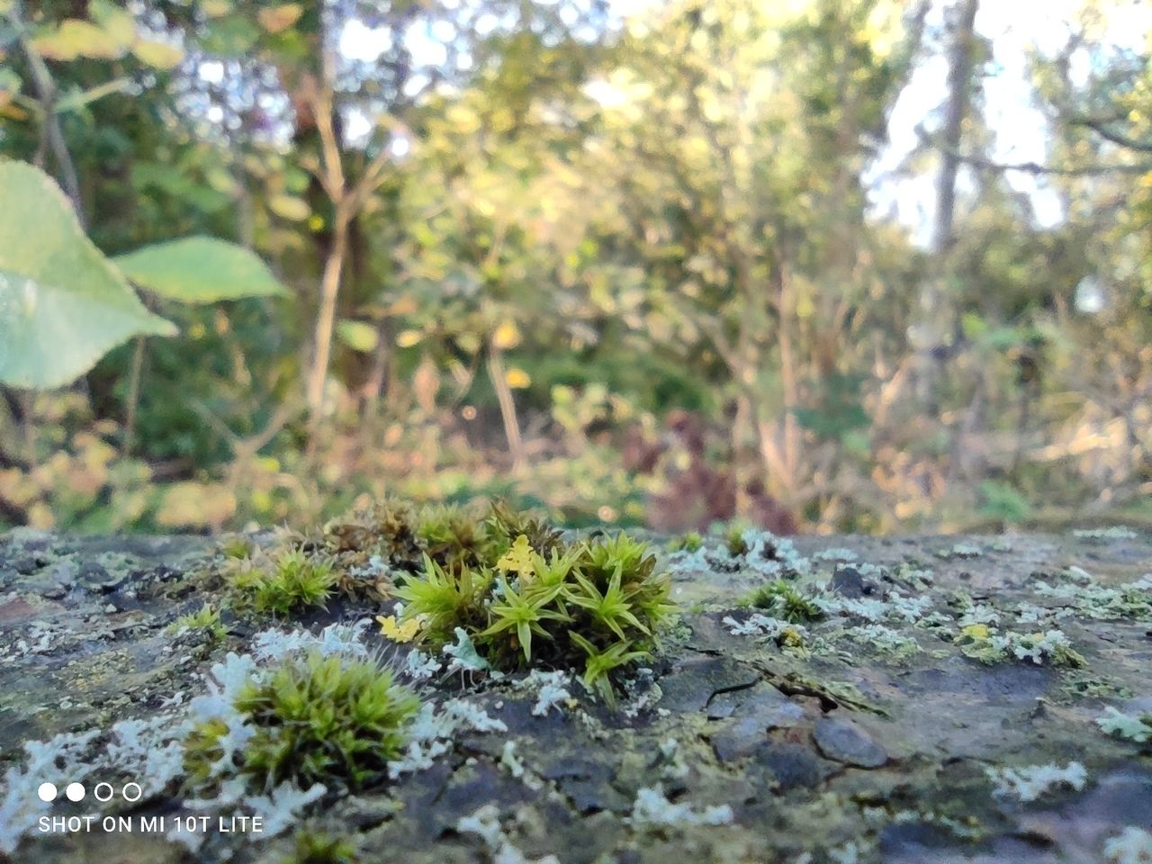 Xiaomi Mi 10T Lite camera sample