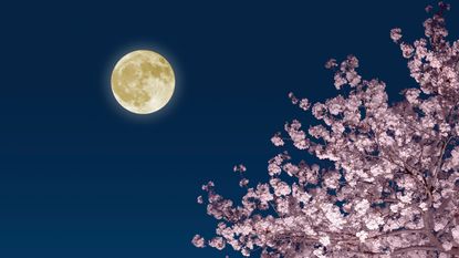 Match full moon 2022—Moon stars and cherry blossoms.