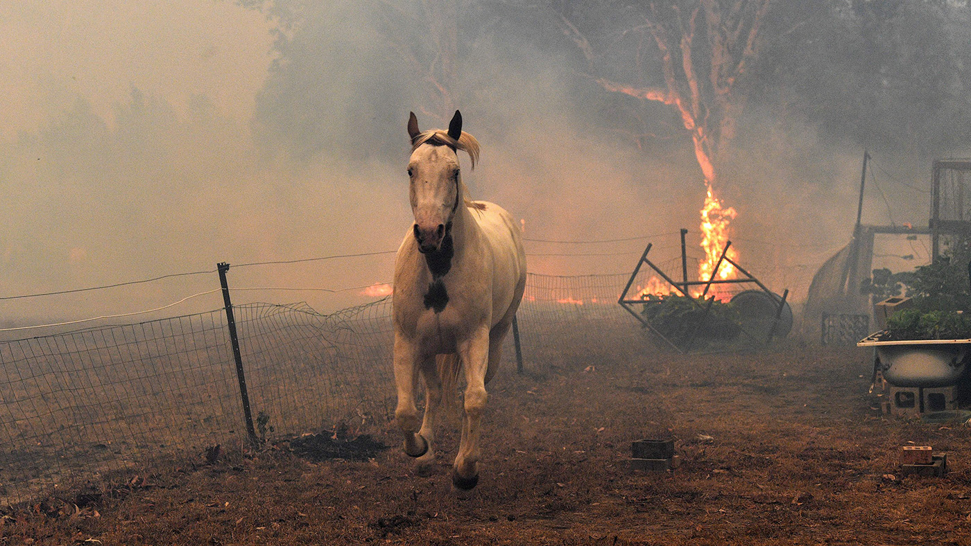 This picture taken on December 31, 2019 shows a horse trying to move away from nearby bushfires at a residential property near the town of Nowra in the Australian state of New South Wales. - Fire-ravaged Australia has launched a major operation to reach thousands of people stranded in seaside towns after deadly bushfires ripped through popular tourist areas on New Year's Eve. (Photo by SAEED KHAN / AFP) (Photo by SAEED KHAN/AFP via Getty Images)