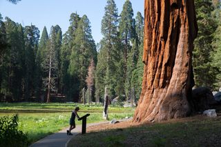 Giant Sequoia National Monument