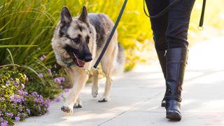 German Shepherd being walked on a leash