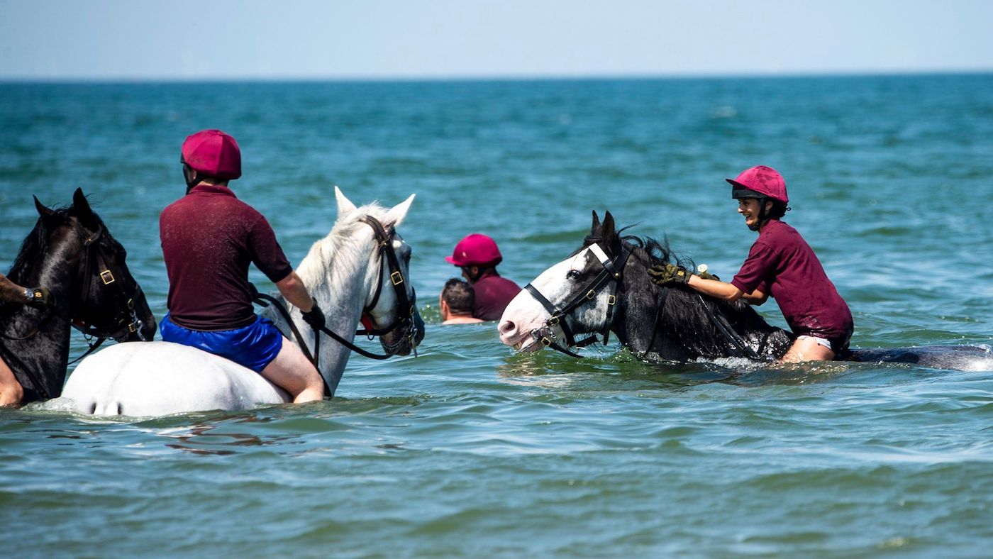 Household Cavalry swimming