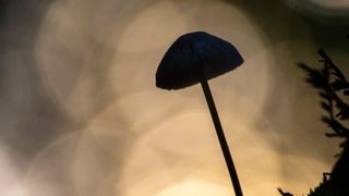 Mushroom close-up