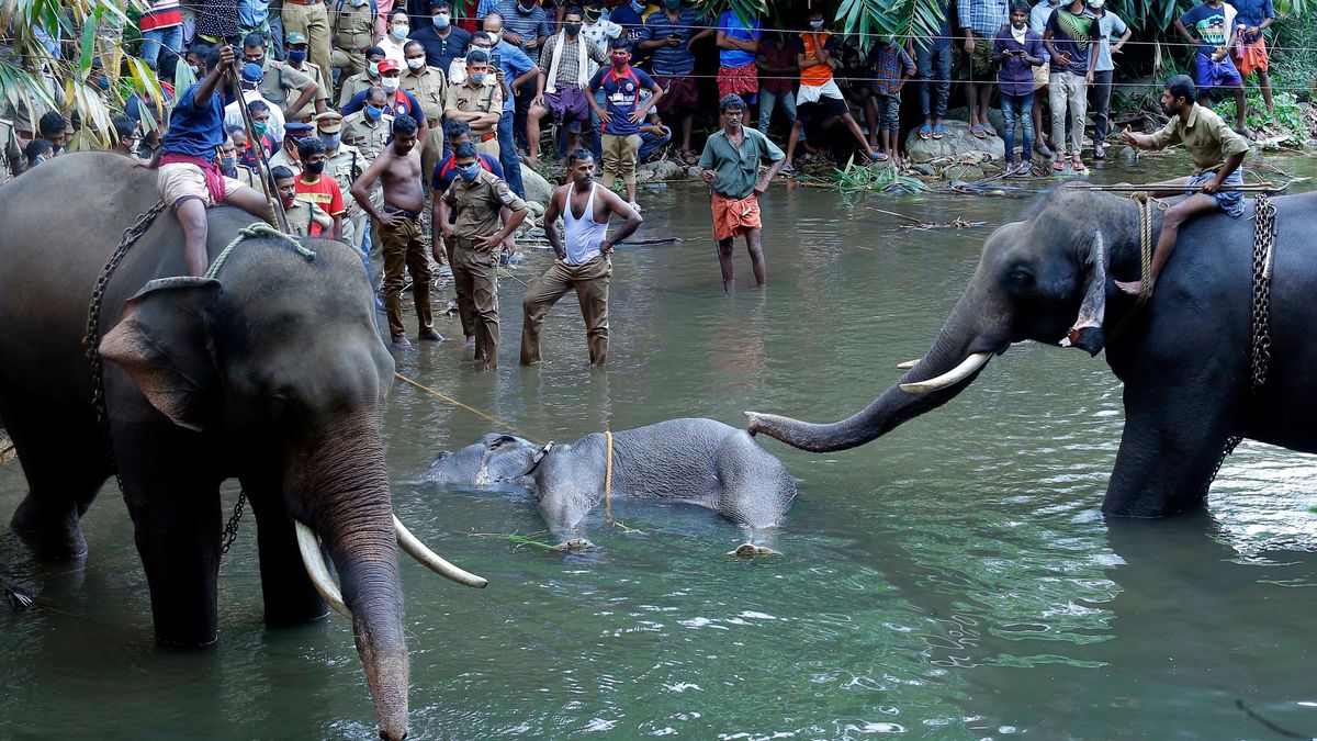 Police and onlookers stand on the banks of the Velliyar River in Palakkad district of Kerala on May 27, 2020, as a dead wild elephant is pulled from the water. The elephant died following injuries it sustained after eating a pineapple filled with firecrackers.