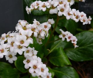 bergenia ‘Bressingham White’ in bloom