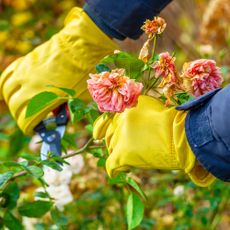 Pruning roses in the fall