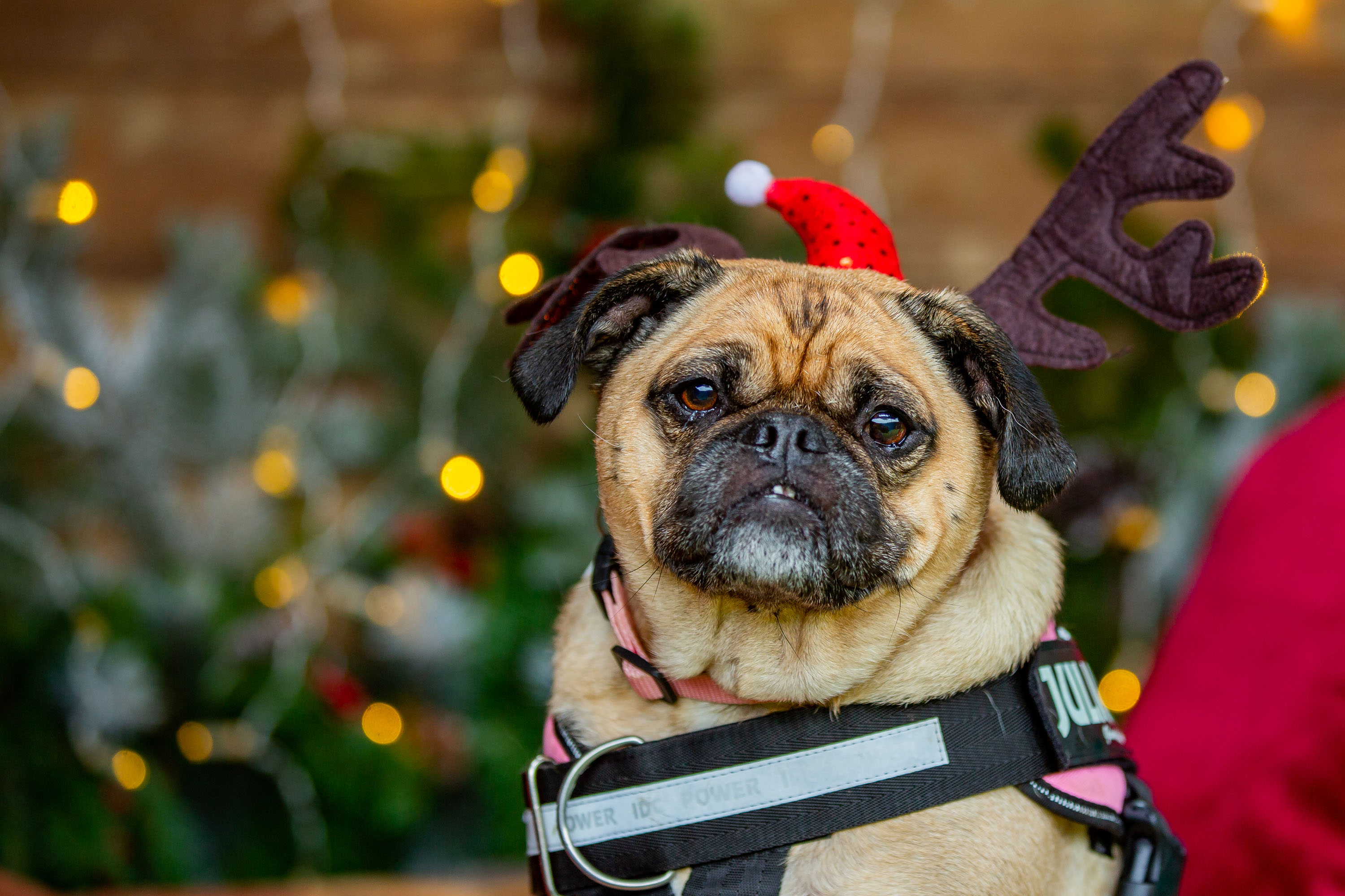 TV tonight Bentley’s not just for Christmas