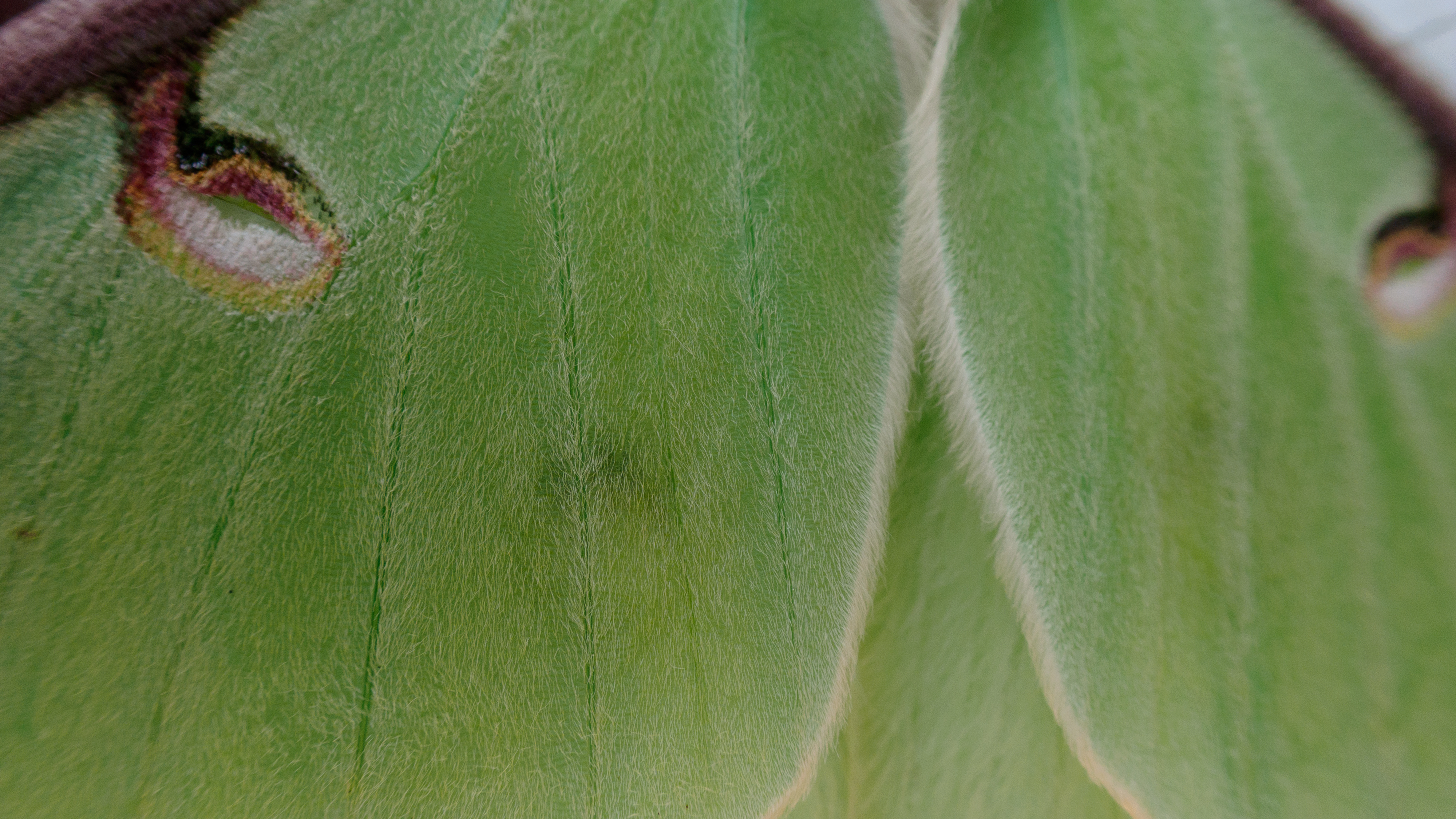 Macro photos taken with the OM System TG-7 of a luna moth's wing