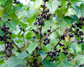 Close up of a healthy blackcurrant bush with fruit