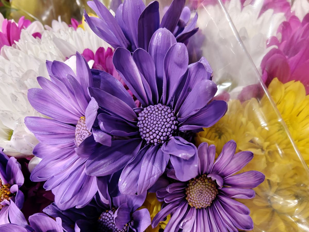 OnePlus 13 macro sample.