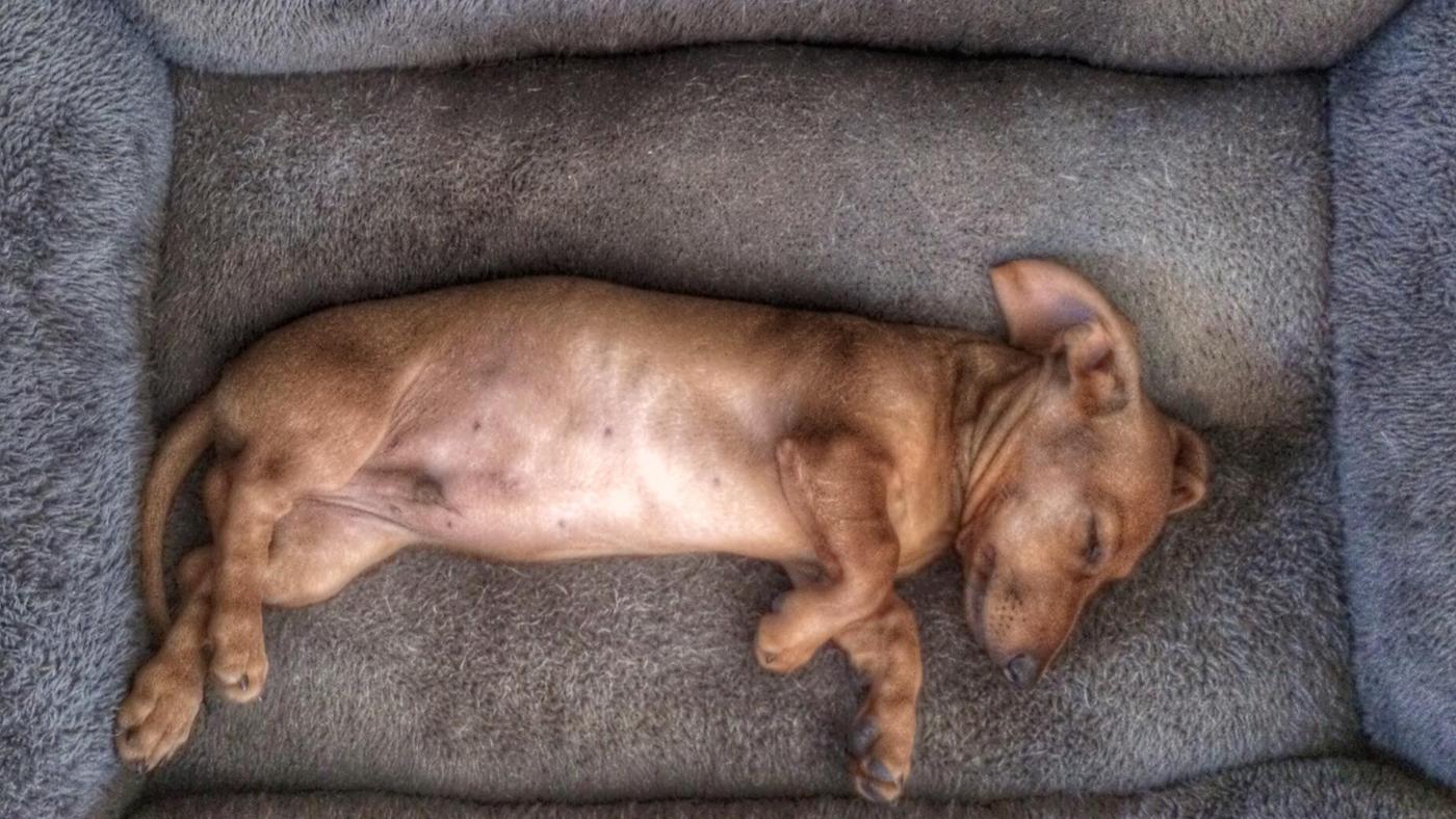 Dachshund in big bed
