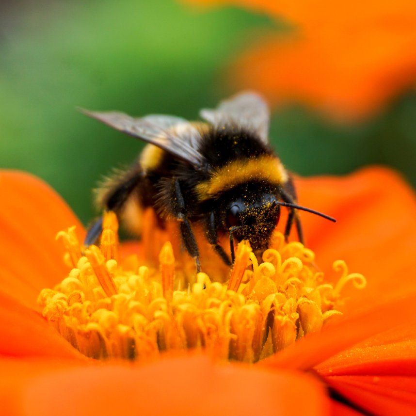 Best Native Bees To Attract: 5 Friendly Pollinators That Bring On The ...