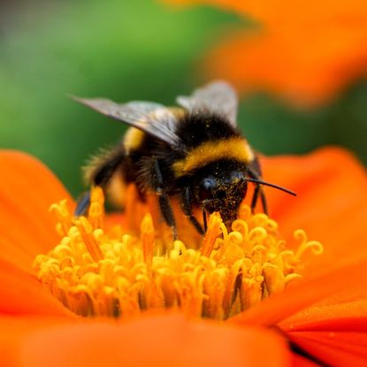 A bumble bee on an orange flower