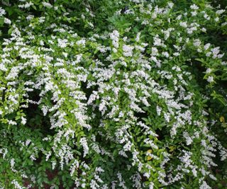 Chinese privet bush with green foliage and white blooms