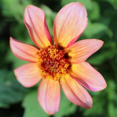 image of Totally Tangerine dahlia 