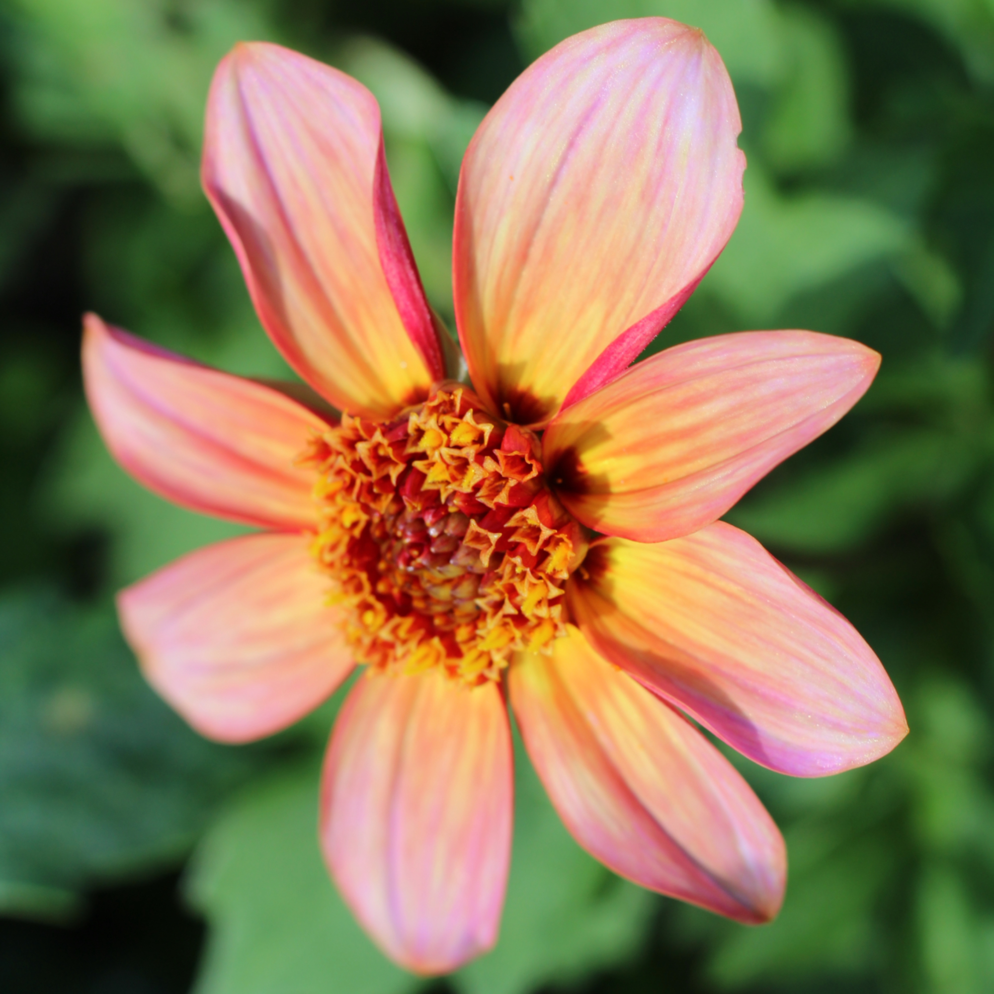 image of Totally Tangerine dahlia