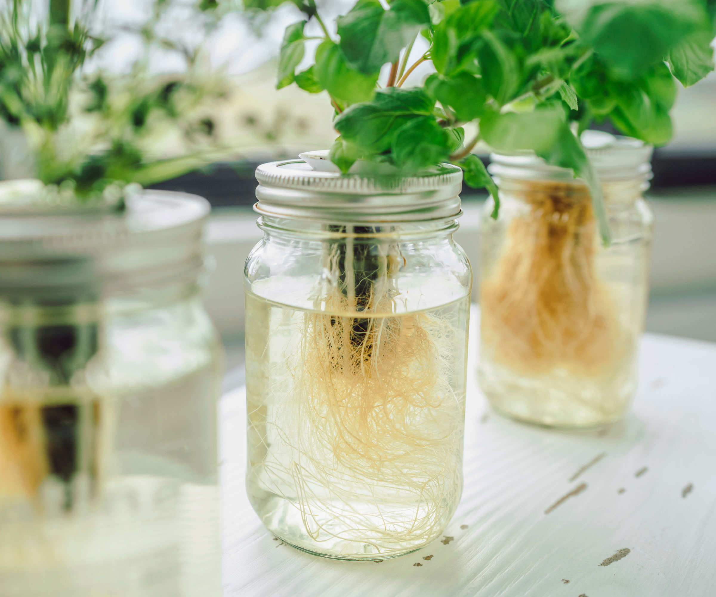 plants growing in hydroponic jars in kitchen