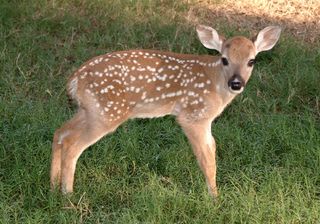 Dewey, a cloned a white-tailed deer, was born to "Sweet Pea" a surrogate mother, on May 23, 2003.