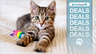 Tabby kitten lying down with its paws out in front of it with a toy to the left hand side. An over lay that reads PetsRadar&#039;s deals with a paw print logo