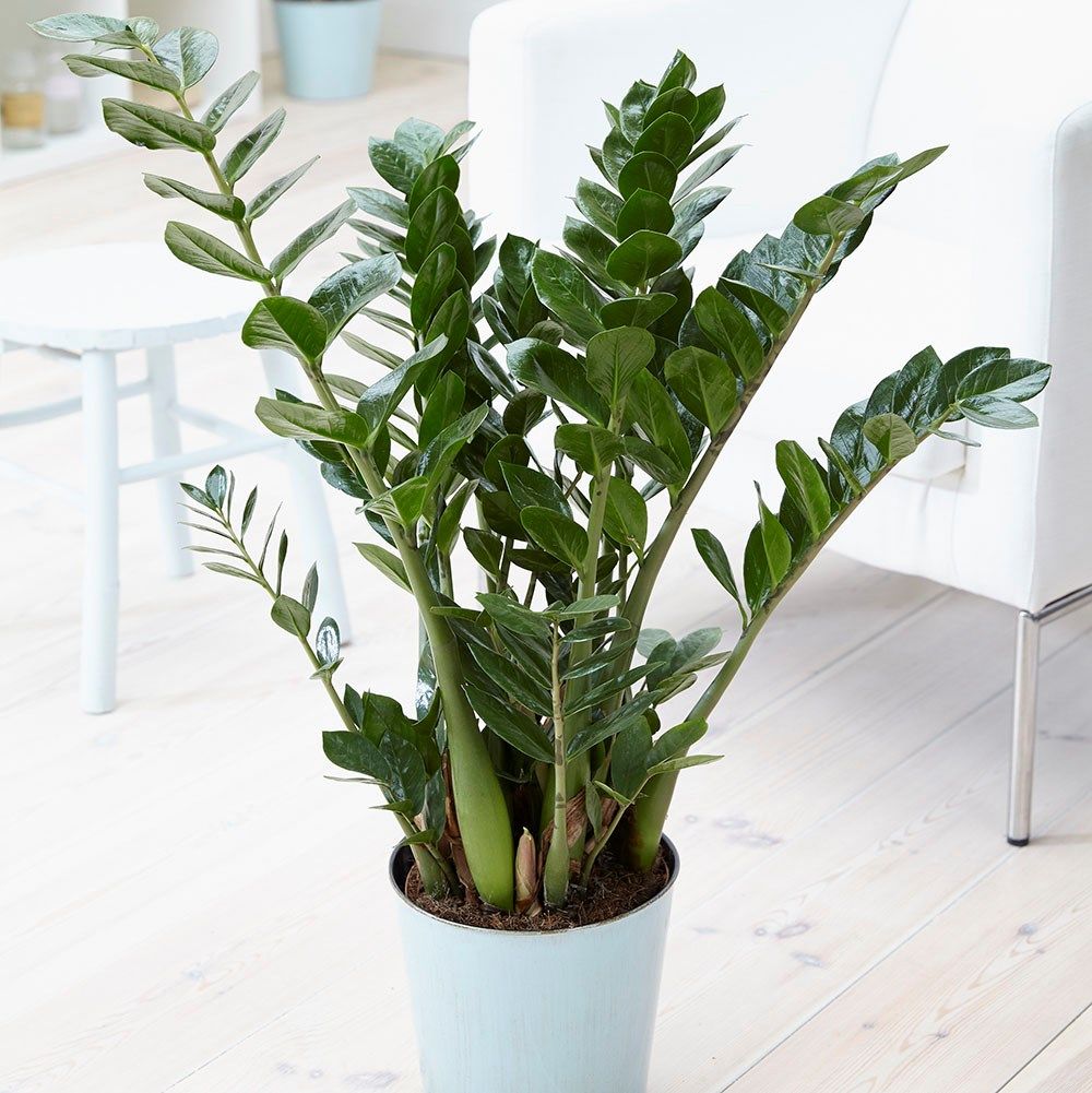 Best shade loving plants: 6 indoor plants for dark rooms | Real Homes