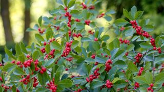 Winterberry in a winter garden