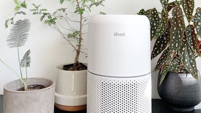 Levoit Core 300 air purifier placed on floor surrounded by plants
