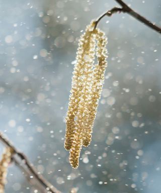 Male catkin spreading pollen