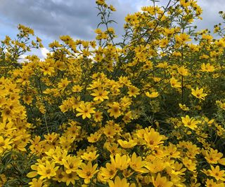 Many yellow tickseed sunflower blooms