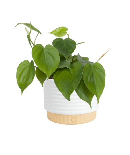 Philodendron