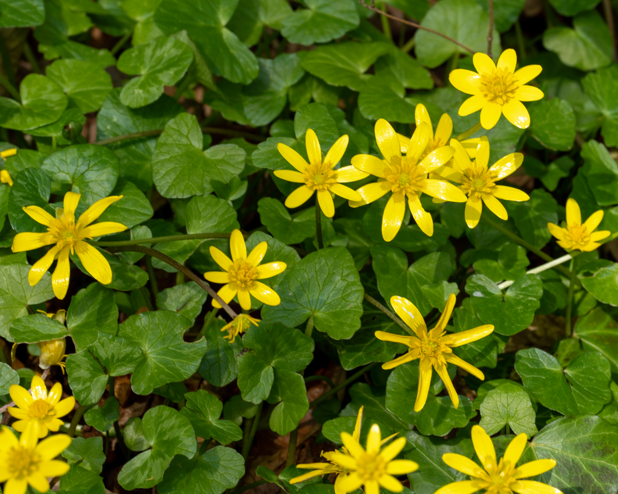 closeup of lesser celandine plants