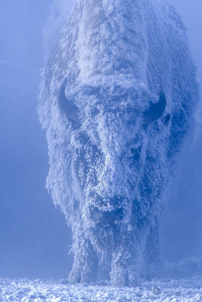 A photograph by wildlife photography Tom Murphy