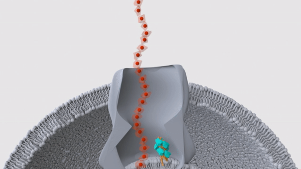 Die Animation zeigt eine haarähnliche Struktur namens Pili, die einen Nanodraht durch die Membran einer Bakterienzelle schiebt