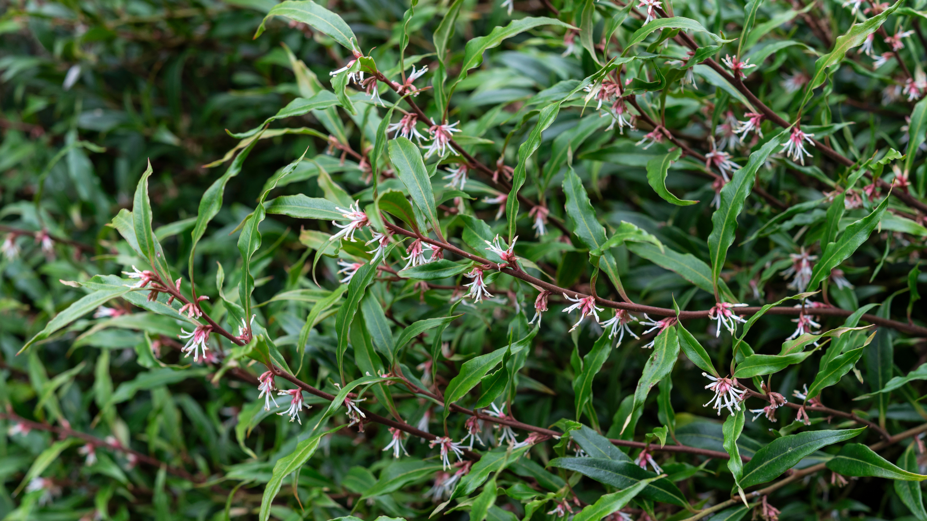 Flowering sweet box.