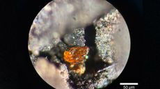 A microscope image showing a small amber chunk among rocks