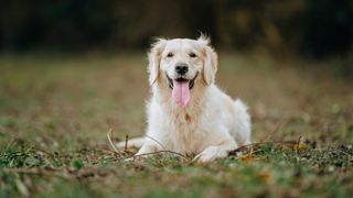Portrait of golden retriever sticking out tongue while sitting on grassy field