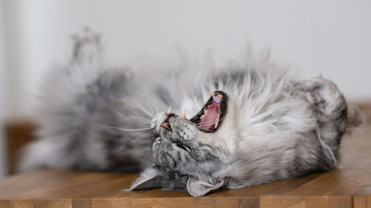 Grey cat meows while lying on their back