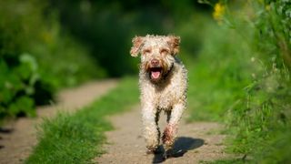 Labradoodle running along a country path