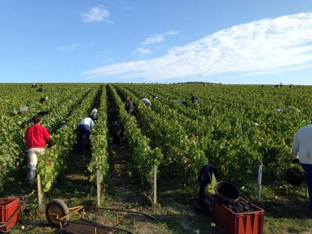 Louis Roederer harvest 2013