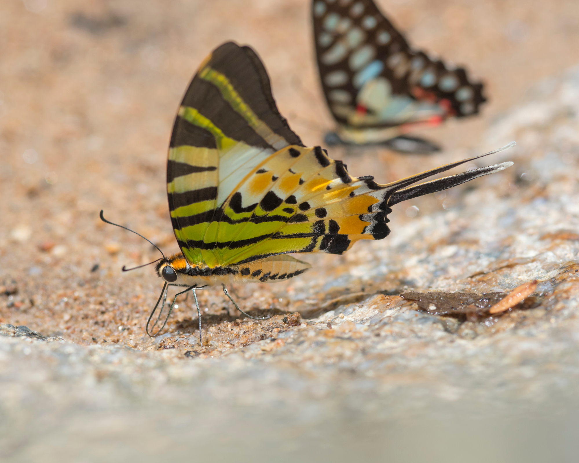 Fivebar Swordtail butterfly mud-puddling in a saucer of damp sand in a garden