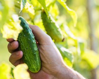 hand picking a cucumber