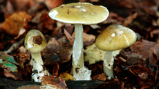 A trio of differently sized death cap mushrooms grow out of a bed of rotted brown leaves