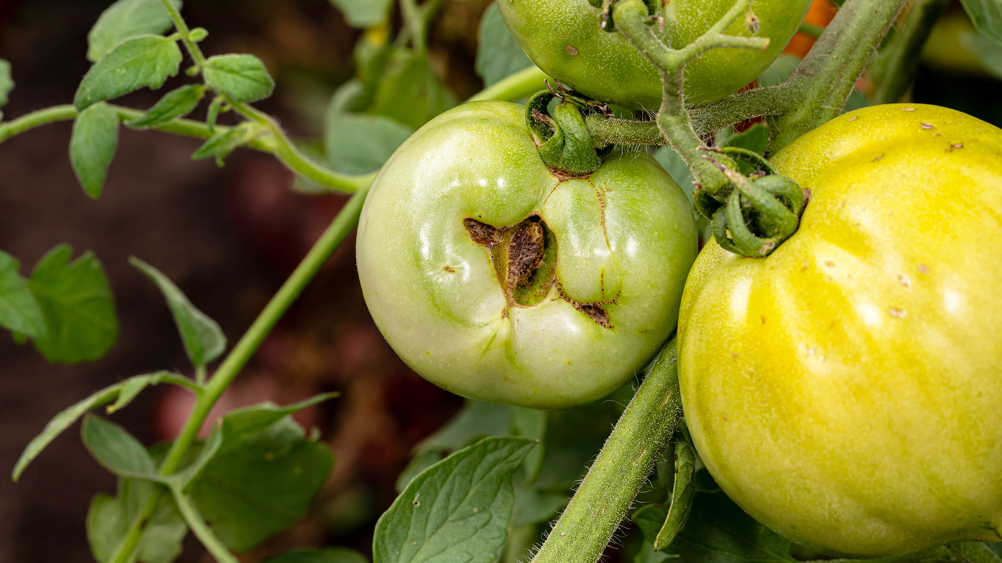Green tomato with catfacing