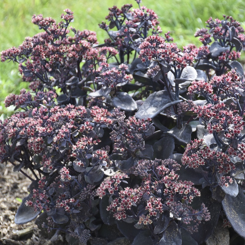 Rock N Grow&amp;reg; Back in Black Sedum