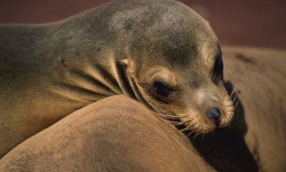 A California sea lion: The bodies of eight sea lions with gun shot wounds have been found on the Washington state coast.